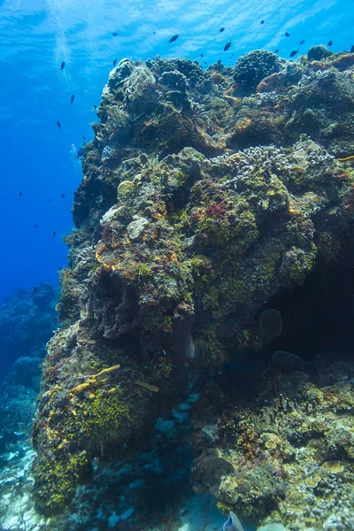 Козумельский коралловый риф — стоковое фото