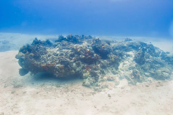 Сяючий кораловий живий камінь — стокове фото
