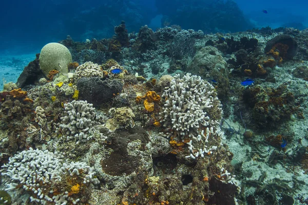 Recifes de coral branqueados e cromis azul — Fotografia de Stock