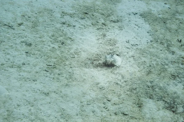 Conchiglia crostacei in fondo al mare — Foto Stock