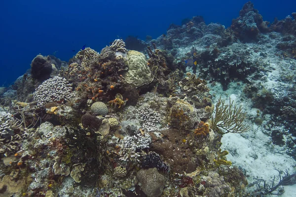 Arrecife de coral animado — Foto de Stock