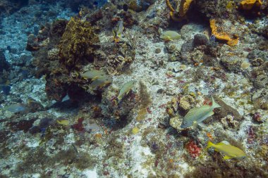 Fransızca besleme homurtu