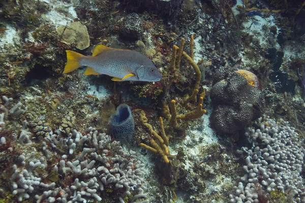 Peixe-mestre único — Fotografia de Stock