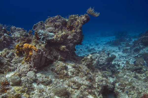 Carribean coral reef — Stock Photo, Image