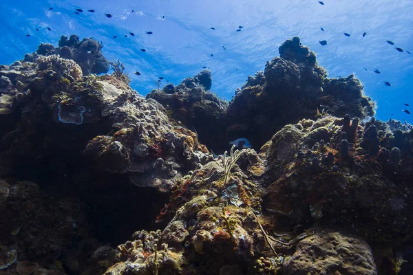 Arrecife de montaña de coral — Foto de Stock