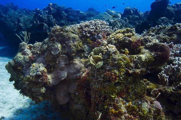 大規模なカラフルなサンゴ礁 — ストック写真