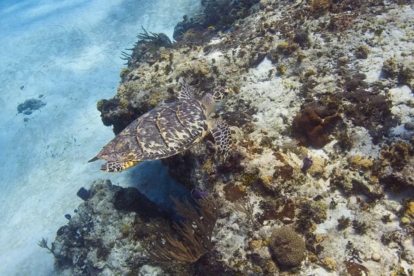 玳瑁海龟 — 图库照片