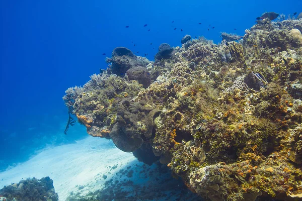 Coral reef point — Zdjęcie stockowe