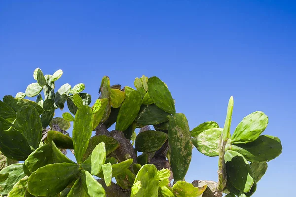 Opuntia chlorotica contra el cielo azul —  Fotos de Stock