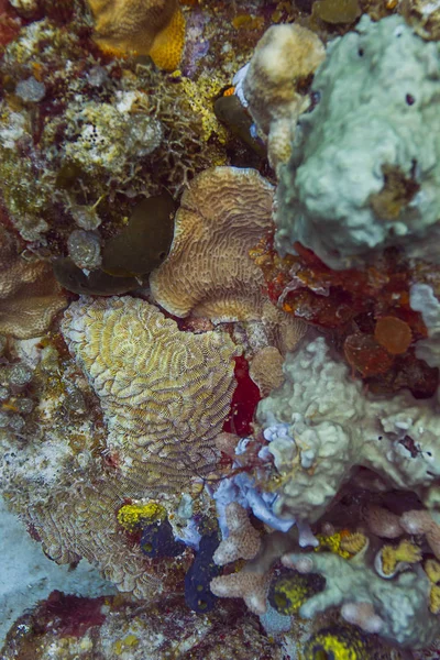 Textura colorida del arrecife —  Fotos de Stock