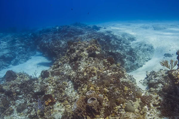 Paisagem recifal de coral — Fotografia de Stock