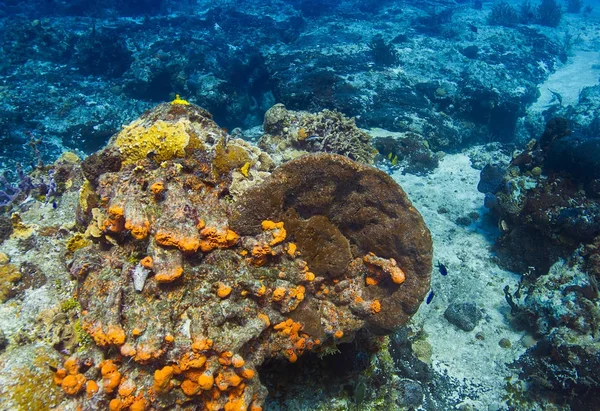 Arrecife de coral colorido — Foto de Stock