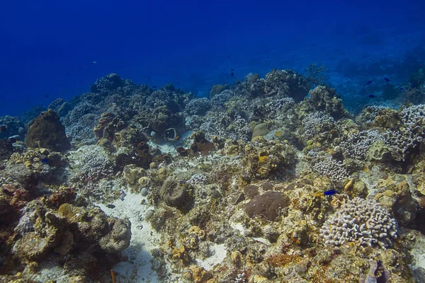 Fondo del arrecife de coral marino — Foto de Stock
