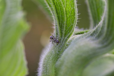 Sesil Tapinoma