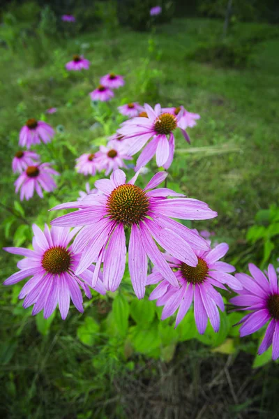 Echinacea purpurea — Stock Photo, Image