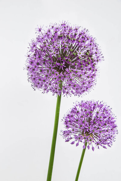 Allium hollandicum