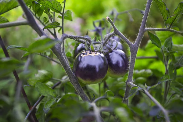 Küçük siyah domates — Stok fotoğraf