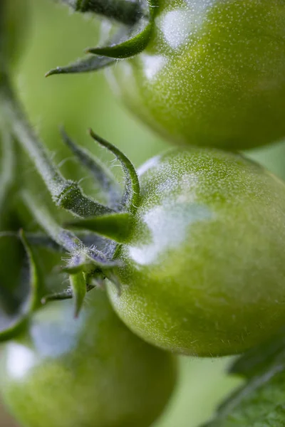 Green cherry tomatoes — Stock Photo, Image