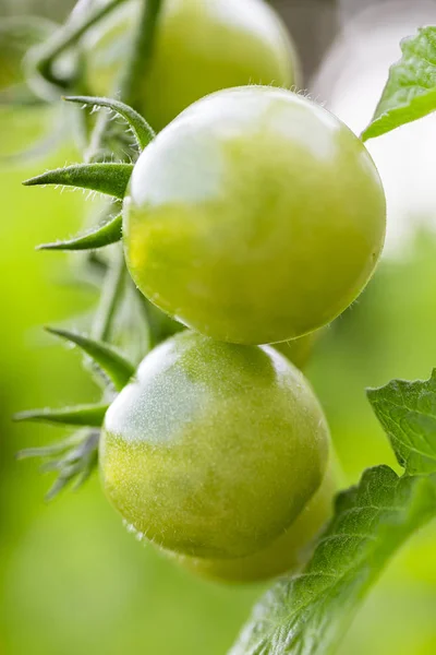 Küçük yeşil domatesler — Stok fotoğraf
