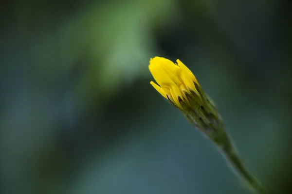 Small closed flower — Stock Photo, Image