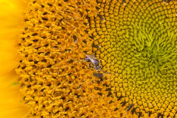 Small bee in sunflower — Stock Photo, Image