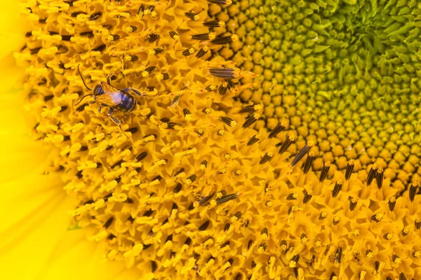 Pollinating bee in sunflower — Stock Photo, Image