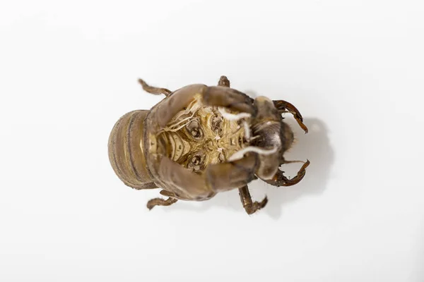 Inside cicada shell — Stock Photo, Image