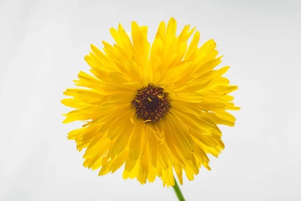 Fiore margherita giallo isolato — Foto Stock