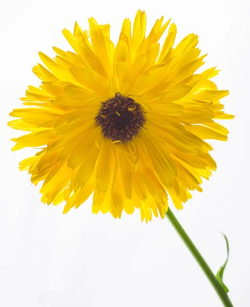 Fiore giallo isolato — Foto Stock