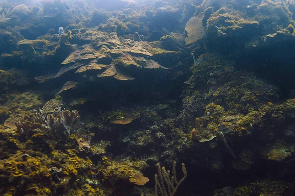 Grande muraille de corail — Photo