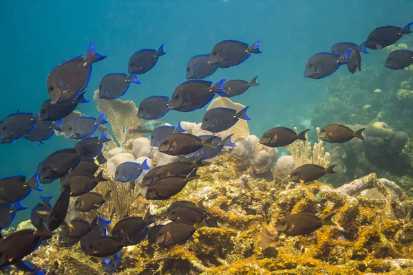 School of blue tang fish — Stock Photo, Image
