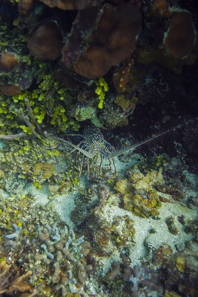 Aragosta spinosa dei Caraibi — Foto Stock