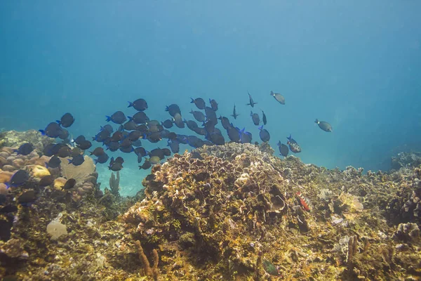 School of fish in a reef — Stock Photo, Image