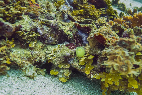 Small tubulate sponge — Stock Photo, Image