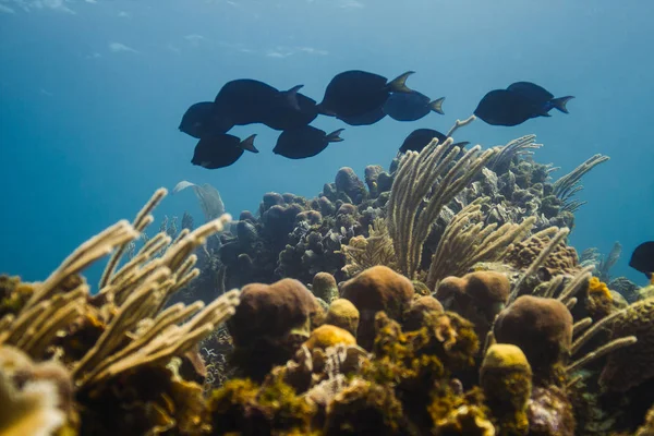 School of blue tang — Stock Photo, Image