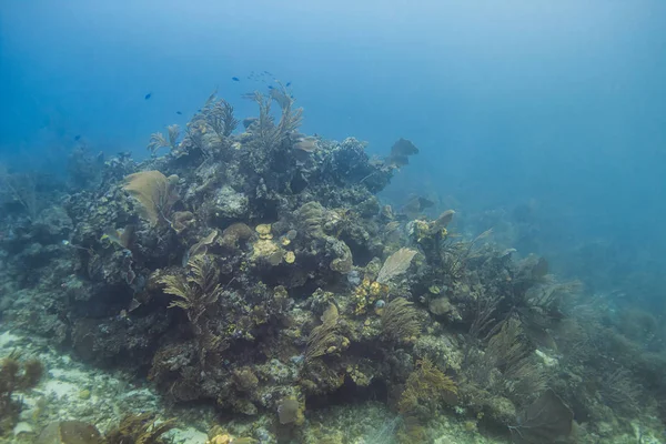 Duży uchwyt Koral — Zdjęcie stockowe