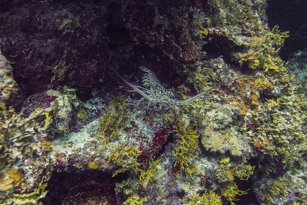 Aragosta spinosa dei Caraibi — Foto Stock