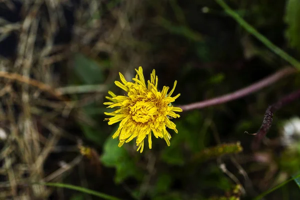 Close up of dandelion — Stock Photo, Image