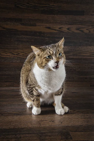 Wütende Katze — Stockfoto