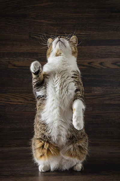 Cat standing up — Stock Photo, Image