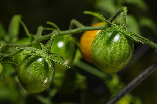 Green cherry tomatoes — Stock Photo, Image