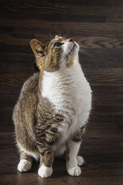 Mixed breed cat looking up — Stock Photo, Image