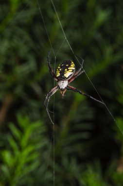 Argiope aurantia 
