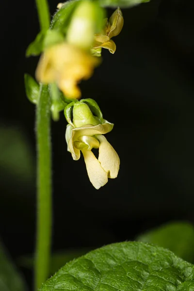 Pequeña flor amarilla —  Fotos de Stock