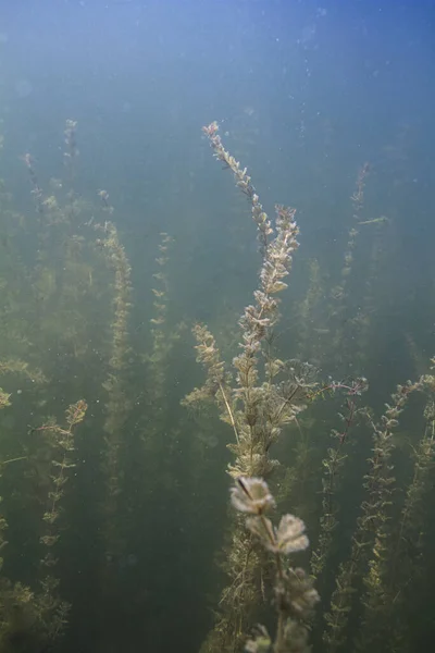 Myriophyllum Spicatum Dans Lac Eau Douce Froide — Photo