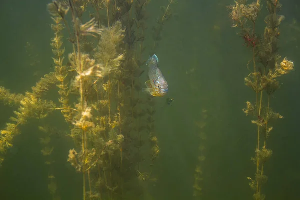 Lepomis Gibbosus Cache Dans Affleurement Myriophyllum Spicatum — Photo