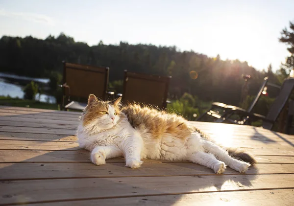 Calico Kočka Opalování Terase Palubě Při Západu Slunce — Stock fotografie