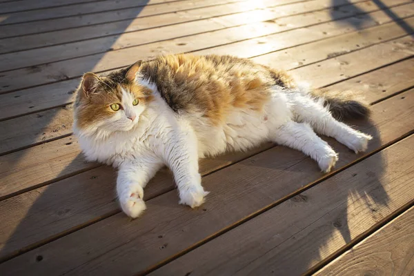 Calico Katze Sonnt Sich Bei Sonnenuntergang Auf Einem Terrassendeck — Stockfoto