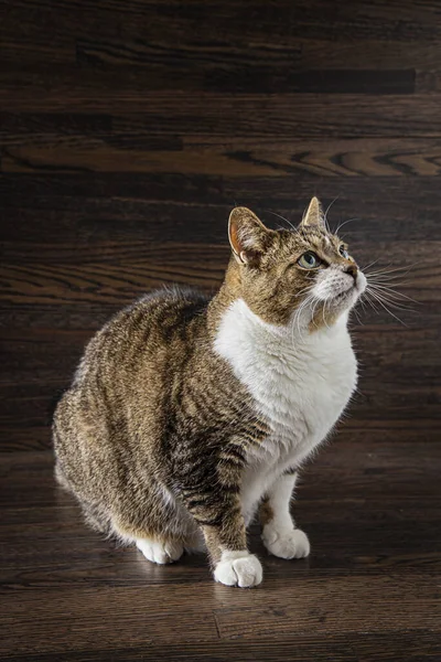 Tabby Katze Begriff Springen Vor Dunklem Holz Hintergrund — Stockfoto