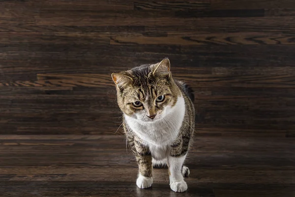 Tabby Kočka Pátravým Pohledem Pozadí Tmavého Dřeva — Stock fotografie